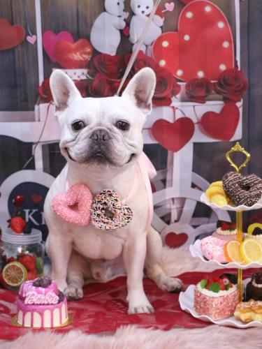 20250204ブーくん